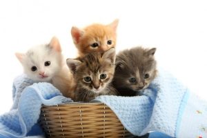 https://www.destek360.com/wp-content/uploads/2021/11/Kedi-Isimleri.jpg