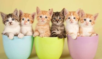 Kedi Sahiplenmeden Önce Nelere Sahip Olmalıyız