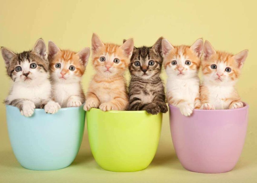 Kedi Sahiplenmeden Önce Nelere Sahip Olmalıyız